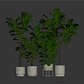 Fiddle Leaf Fig Plants In White Planters For Indoor Home Decor