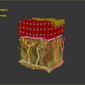 3D Rendered Skin Care Product Structure With Layers Blood Vessels And Cells