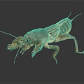 Close Up Of Mole Cricket With Brown Exoskeleton Long Antennae On Dark Background