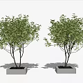 Tree Pool 3d model