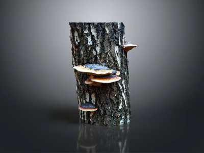 Fresh Organic Edible Mushrooms Growing On Natural Tree Trunk With Earthy Texture 3d model