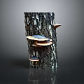 Fresh Organic Edible Mushrooms Growing On Natural Tree Trunk With Earthy Texture