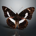 Elegant Black And White Butterfly Displaying Detailed Wing Patterns On Gray Background 3d model