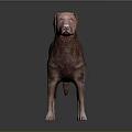 Brown Labrador Dog Standing On Gray Background With Smooth Fur