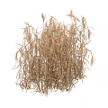Withered Dry Grass Bunch With Natural Stems And Golden Texture 3d model