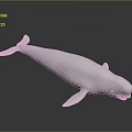 Spotting Dolphin Cartoon Dolphin Animation Dolphin Animation Dolphin Animation Character Game Character 3d model