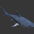 Realistic Blue Shark 3D Model With Open Mouth And Sharp Teeth