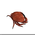 Red Aquatic Crab With Textured Shell And Extended Claws On Gray Surface