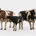 Group of Cows Including Brown White and Black White Adults with Calf Standing Together