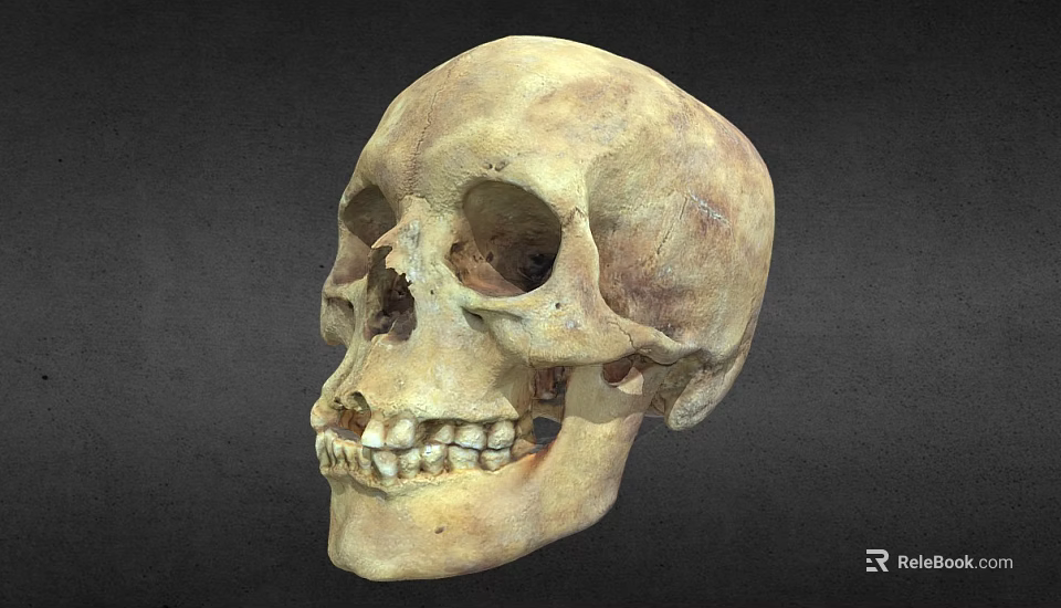 Detailed Human Skull Organ Structure Displaying Visible Teeth And Bone Texture Features 3d model