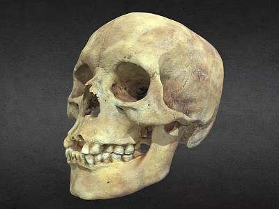 Detailed Human Skull Organ Structure Displaying Visible Teeth And Bone Texture Features 3d model