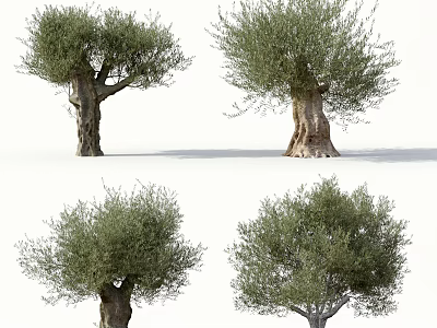 Various Mature Trees With Diverse Crown Shapes And Thick Trunks 3d model