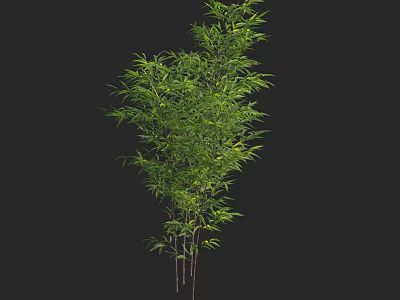 Vibrant Green Bamboo Plant With Multiple Stalks And Lush Leaves 3d model