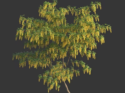 Lush Arborescent Tree With Green Foliage And Hanging Yellow Flower Clusters 3d model