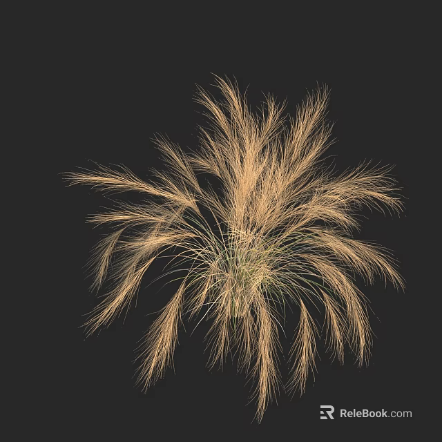 Lush Golden Grass like Plant with Feathery Leaves Against Black Background 3d model 
