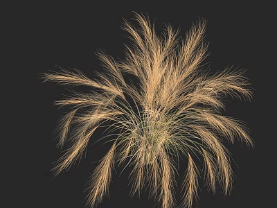 Lush Golden Grass like Plant with Feathery Leaves Against Black Background 3d model