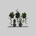 Ornamental Plant Decor Set With Various Green Plants Hanging Vines And Ceramic Planters