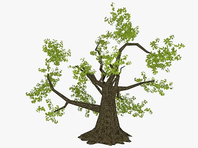 Tall Arbor With Thick Trunk Spreading Branches And Lush Green Leaves 3d model