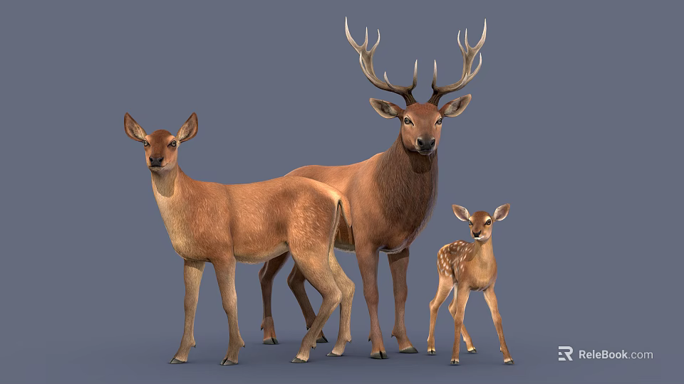 Family of Brown Deer With Adult Male Female and Spotted Baby Fawn on Gray Background 3d model 