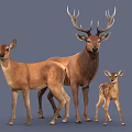 Family of Brown Deer With Adult Male Female and Spotted Baby Fawn on Gray Background
