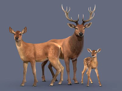 Modern Deer Sika Deer Elk 3d model
