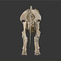 Animal Skeleton in Standing Posture with Detailed Bone Structure on Gray Background and Reflective Surface 3d model