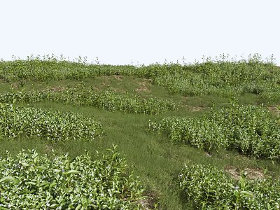 Lush Green Herbs And Shrubs Growing Vibrantly On Natural Sunny Grassland Slope 3d model
