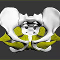 Female Pelvis 3D Medical Anatomical Model Showing Detailed Muscle Structure