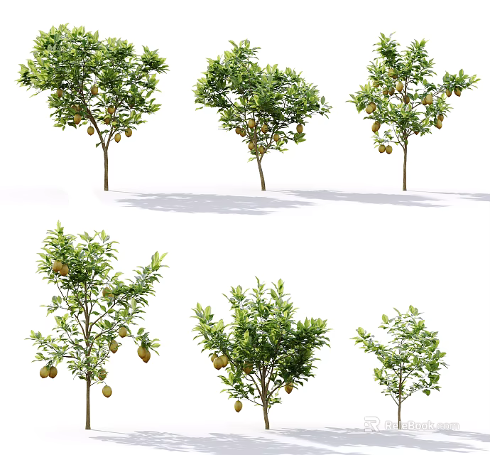 Arbor Trees Featuring Green Leaves And Fruits In Various Growth Stages 3d model 