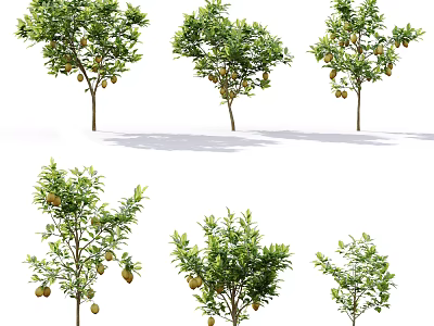 Arbor Trees Featuring Green Leaves And Fruits In Various Growth Stages 3d model