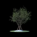Lush Green Arbor Growing On Circular Lawn With White Gravel And Trunk Support