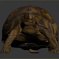 Brown Orange Patterned Tortoise with Detailed Textured Shell Standing on Smooth Surface 3d model
