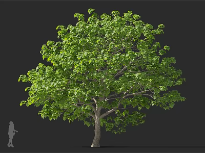 Tall Deciduous Tree With Lush Green Foliage Thick Trunk And Human Silhouette On Dark Background 3d model