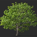 Tall Deciduous Tree With Lush Green Foliage Thick Trunk And Human Silhouette On Dark Background