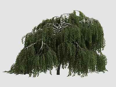Lush Weeping Arbor With Green Foliage And Graceful Hanging Branches 3d model