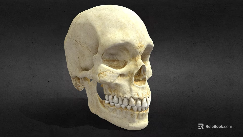 Human Skull Anatomical Model Medical Device for Educational Training and Study 3d model 