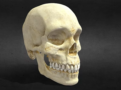 Human Skull Anatomical Model Medical Device for Educational Training and Study 3d model