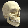 Human Skull Anatomical Model Medical Device for Educational Training and Study 3d model