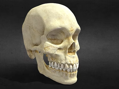 Modern Skull Man Head Skull Skull Skull Head Skull Bone 3d model Modern Skull Man Head Skull Skull Skull Head Skull Bone 3d model