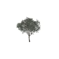 Tall Arbor With Lush Green Foliage And Strong Trunk In Natural Environment