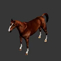 Realistic Brown Horse With White Markings Standing On Gray Background 3d model