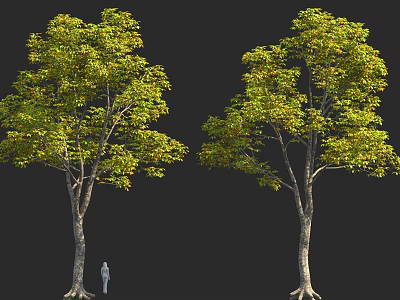 Two Tall Trees With Green Leaves And Brown Trunks Next To Human Figure 3d model