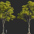 Two Tall Trees With Green Leaves And Brown Trunks Next To Human Figure