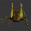 Modern grasshopper insect cartoon locust 3d model