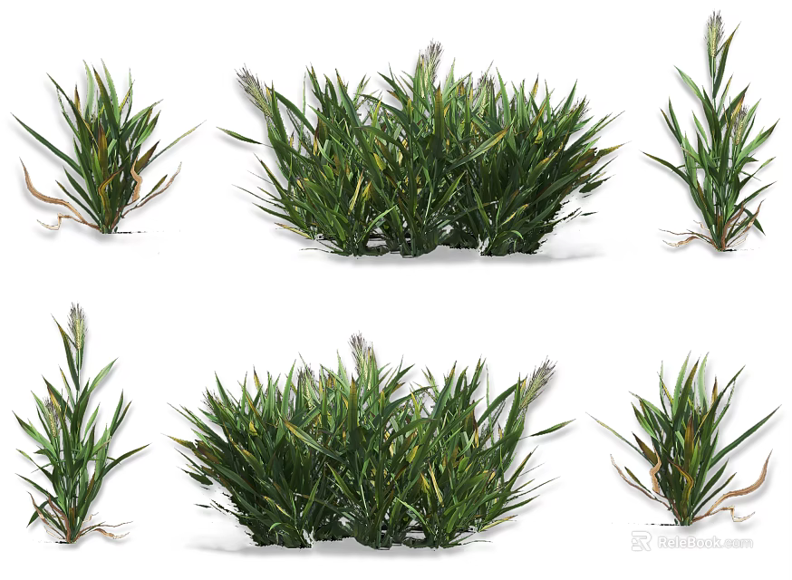 Green Crop Plants In Various Growth Stages With Fresh Leaves And Healthy Stems 3d model 