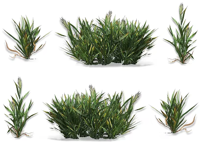wheat barley crop plant highland barley wheat spike crop plant crop wheat seed sorghum rice crop seedling plant 3d model