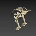 Human Pelvic Bone Anatomical Structure in Detailed 3D Rendering 3d model