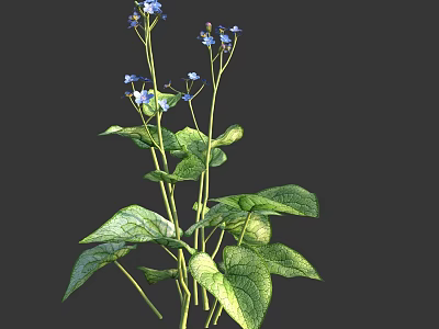 Fresh Growing Plant With Lush Green Leaves And Tiny Blue Flowers 3d model