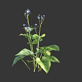 Fresh Growing Plant With Lush Green Leaves And Tiny Blue Flowers