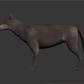 Gray Dog in Standing Position with Realistic 3D Model and Gradient Background